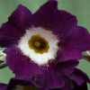 Primula Auricula Royal Velvet - Abriachan Nurseries